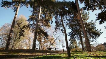 árvores dentro parque baixo ângulo Visão video