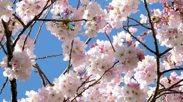 Cereza florecer con rosado flores en primavera naturaleza en cielo fondo, lento movimiento, primavera video