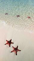 estrelas do mar em tropical praia, fechar acima. conceitos do verão, viagem, período de férias video