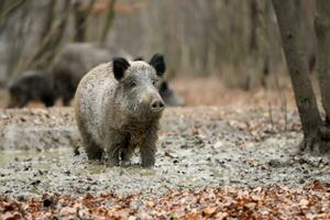 Close wild boar in dirt in autumn forest photo