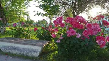 uma Banco dentro a parque com Rosa flores video