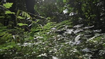 denso verde helecho crecer en el selva debajo luz de sol en el Mañana. tranquilo escena en el salvaje. Moviente lento movimiento disparo. video