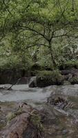 movimiento antecedentes naturaleza río en el medio de el bosque video