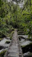 movimiento antecedentes naturaleza caminar en el puente video