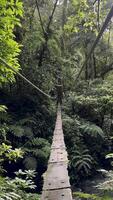 movimiento antecedentes naturaleza senderos en puentes y debajo ríos video