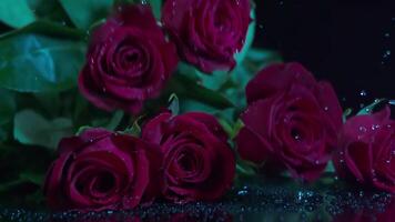 Falling red rose in slow motion video