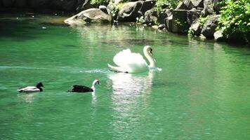 lindo branco cisne com fofo asas flutuando em a lago com patos dentro a parque em uma ensolarado dia. animais, pássaros e animais selvagens, viagem e período de férias conceito. lento movimento video