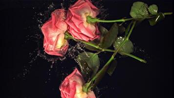 Super slow motion rose flowers fall on the water with splashes. Filmed at 1000 fps.On a black background. video