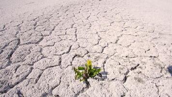 Man pours water from palms on green sprout in desert. Drought and Global Warming. Plants And Nature Dying. Weather Phenomenon Extreme Heat And Drought. video