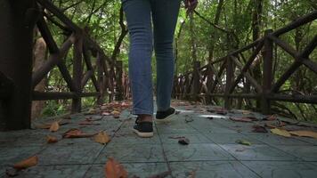 rastreamento mulheres pernas vestindo jeans caminhando ao longo a trilha em a ponte dentro mangue floresta parque. lento movimento. pés dentro outono dia ao ar livre. comovente frente através bosque dentro a verão. video