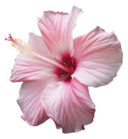 Portrait pink Hibiscus flower on transparent background png