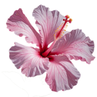 Beautiful pink Hibiscus flower on transparent background png