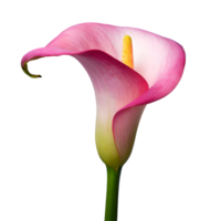 Illustration of flower pink calla lily png