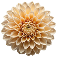 Isolated flower on transparent background png