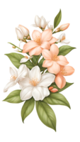 The natural beauty of jasmine flowers on a transparent background png