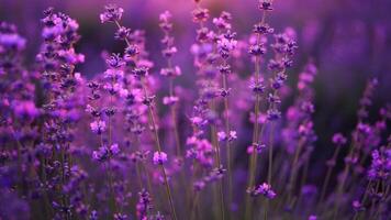 florescendo lavanda campo. lindo roxa flores regional orgânico cultivo. video