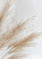 Close Up of Dry Grass on White Background photo