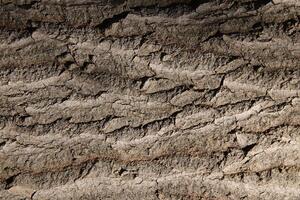 Forest filling background. Tree trunk bark texture. photo