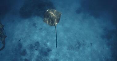 Stingray underwater in Maldives. Sting ray swims in tropical blue sea video