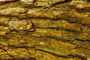 Bark of Pine Tree photo