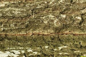 the bark of birch tree texture photo