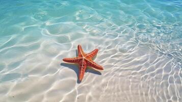 Starfish on the summer beach in sea water. Underwater ocean background, Starfish on a sandy tropical beach, Starfish on a Caribbean beach in summer make for a nice vacation photo