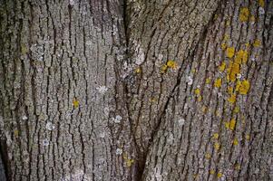 The bark of a tree is covered in moss and has a rough texture photo