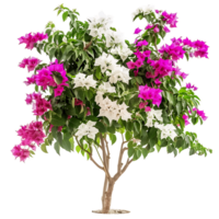 Bougainvillea Glabra Treeline on Transparent Background png