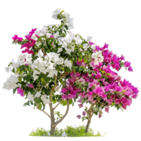 Bougainvillea Glabra on Clear Background Cutout png