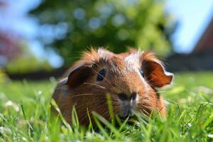 A cute guinea pig enjoying a sunny day. photo