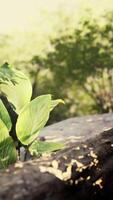 verde planta próspero en caído selva árbol video