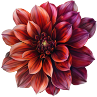 A vibrant Flower png