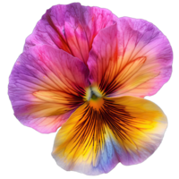 A vibrant Flower png