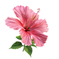 Elegant Pink Hibiscus Flower On transparent background. png