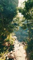 un río corriendo mediante un lozano verde bosque video