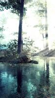 panorámica del bosque con río que refleja los árboles en el agua video