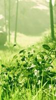 paisaje de bambú árbol en tropical selva video