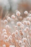 Delicate White Flowers in a Pink Field photo