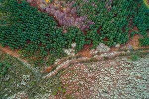 Overhead photo with drone, mixed mountain forest and dirt track