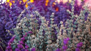 Dry Lavender Bunches Close up , video