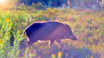 Boar in the wild, in the clearing. photo