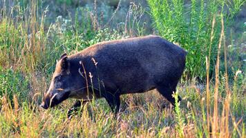 Boar in the wild, in the clearing. photo