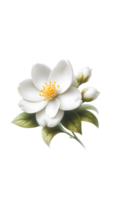 White flower isolated on transparent background png