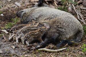 Nature's Treasures Witnessing the Beauty of Feeding Wild Boar Cubs photo