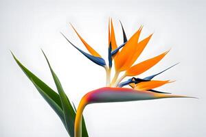 Bird of paradise flower white background photo