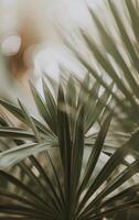 Close Up of Plant With Blurry Background photo