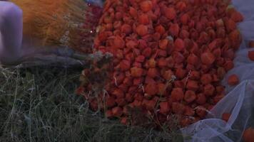 Young woman in autumn designer outfit of flowers, leaves and spikelets lying in the grass among scattered apples video