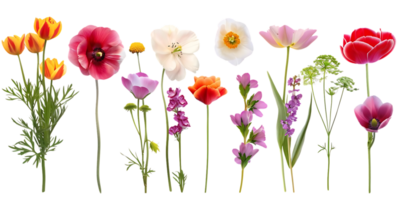 Blooming Flowers with a Transparent Background png