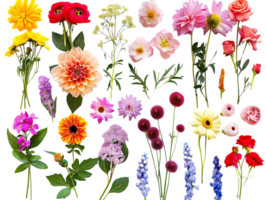 Vibrant Floral Collection with Transparent Background png