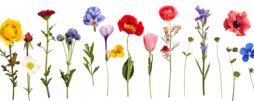 Blooming Flowers with Transparent Background png